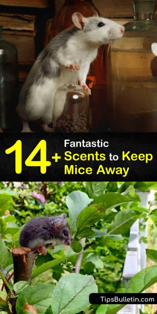Quickly repel mice with a smell they hate, like peppermint essential oil. Deter rodents with a dab of eucalyptus oil or clove essential oils on a cotton ball, cayenne pepper, white vinegar, and more. #scents #repel #mice #deter