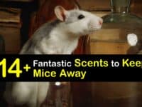 Scents to Keep Mice Away titleimg1