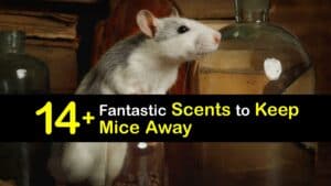 Scents to Keep Mice Away titleimg1