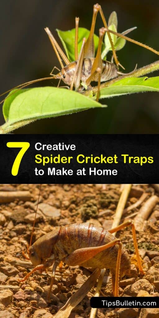 Explore pest control for the mole cricket, cave cricket, house cricket, field cricket and more. Before using a commercial insect trap such as a JT Eaton bait block or glue trap, try a home remedy like soapy water, neem oil, or a DIY cricket trap. #spider #cricket #traps