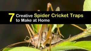 Spider Cricket Traps titleimg1