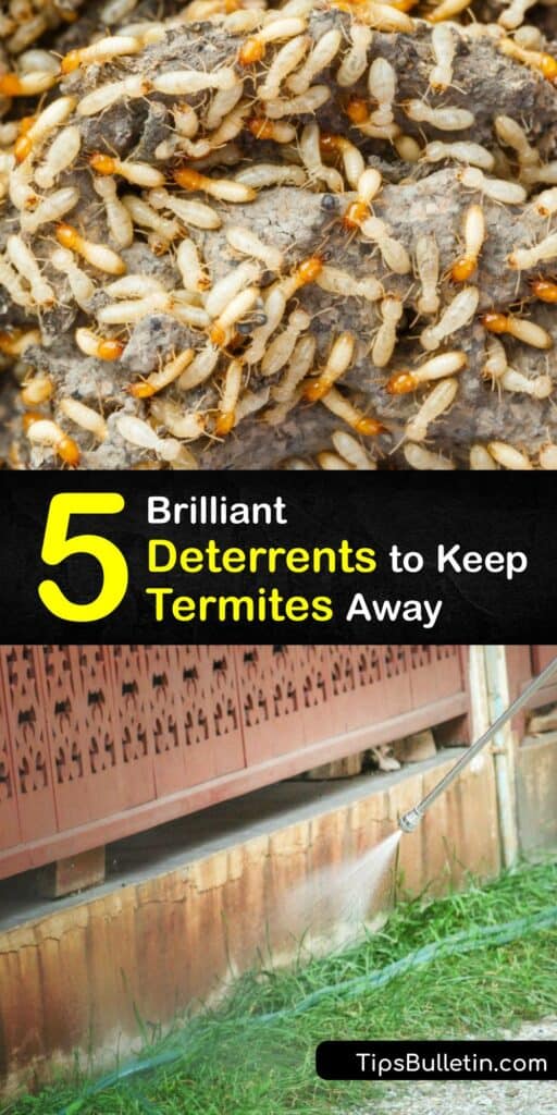 A termite infestation can cause severe damage to furniture, wood fixtures, and your home's foundation. To avoid costly treatments and repairs, learn how to repel termites using natural termite treatment methods involving essential oil and termite repelling plants. #termite #pest #deterrent