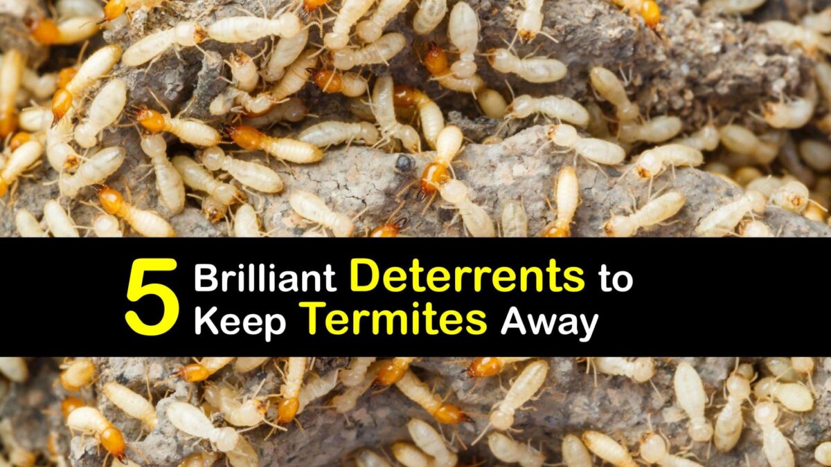 Deter Termites the Easy Way