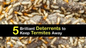 Termite Deterrent titleimg1
