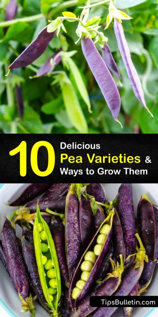 The green garden pea is delicious, and every pea variety gives a rewarding yield. Discover how sugar snap peas, snow peas, and shell peas grow. Try your hand at famous cultivars like Sugar Ann, Little Marvel, and more. Peas are a breeze with these helpful hints. #varieties #pea #plant