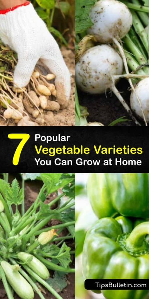 There are nearly a dozen families of vegetables available to grow at home. Branch away from common vegetables like turnips, bell peppers, and zucchini and discover new crops like kohlrabi, beetroot, and courgette to plant in your vegetable garden. #vegetables #types #varieties