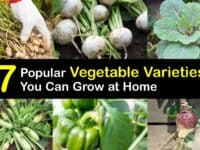 Types of Vegetables titleimg1