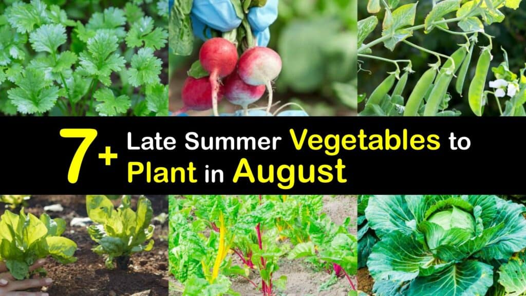 Vegetables to Plant in August titleimg1