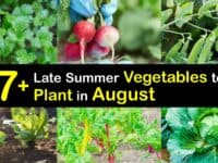 Vegetables to Plant in August titleimg1