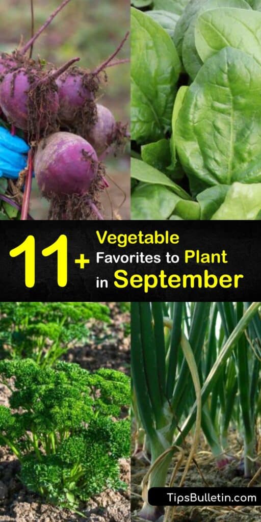 Some of the best options for cool-season gardening are leeks, beans, collards, and root crops. Despite the dropping temperatures, developing a bountiful fall garden with proper planning and fast-growing crops is still possible. #vegetables #plant #september