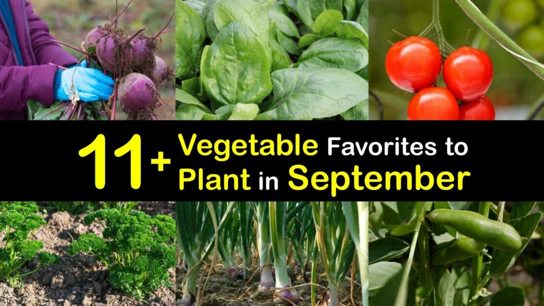 Grow Vegetables in September Early Fall Vegetable Planting
