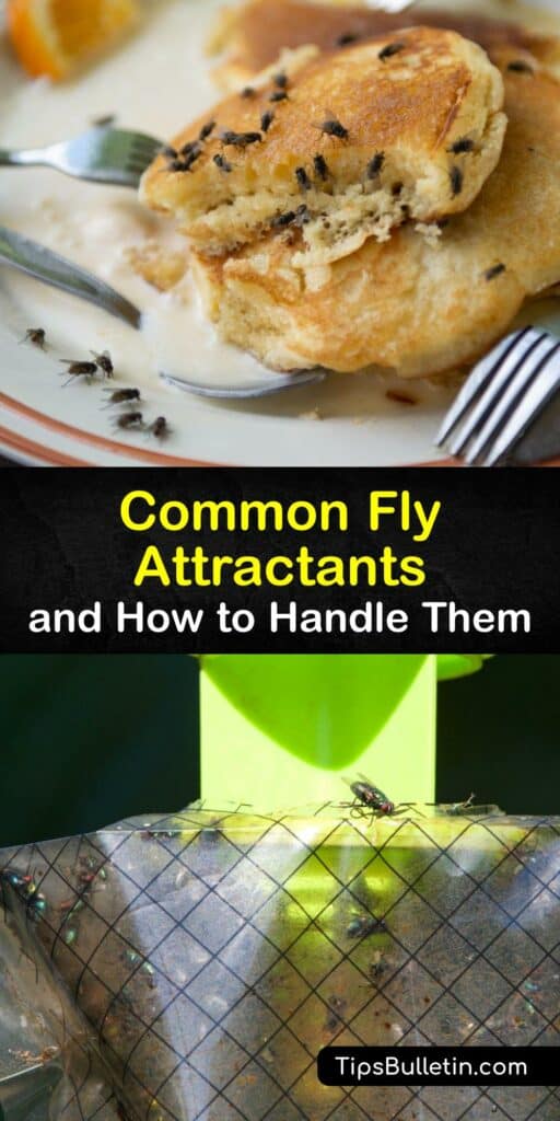 Whether you’re dealing with the horse fly, drain fly, house fly, filth flies, or blow flies, fly control can be a challenge. Learn what attracts flies so you can make changes like removing ripe fruit or covering trash. Use a DIY fly trap to kill house flies and more. #attracts #flies