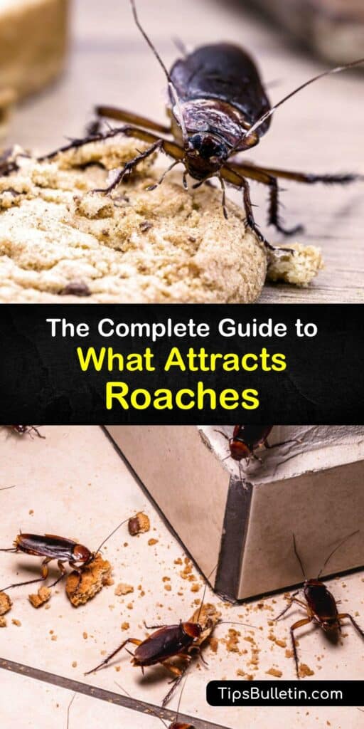The German roach is the most common species of these troublesome pests inside your home, lingering around the leaky pipe in the kitchen. Create your own pest control by using boric acid to reduce the numbers in a cockroach infestation. #cockroaches #attracts #roaches