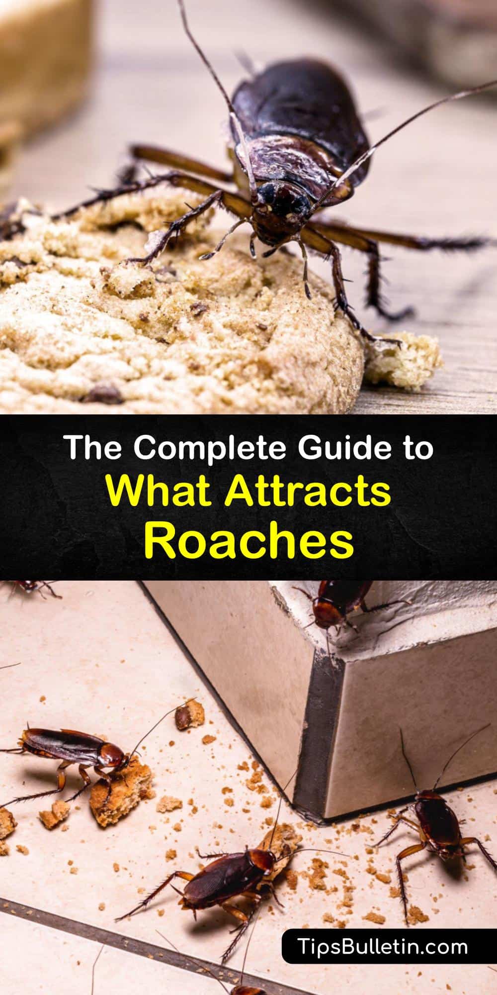 Cockroach Prevention What Attracts Roaches