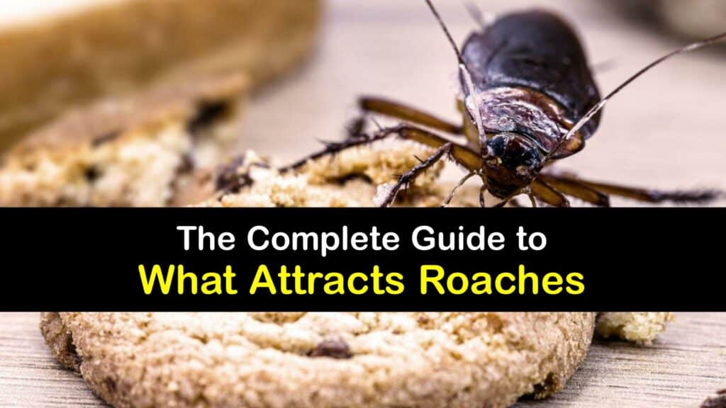 What Attracts Roaches titleimg1