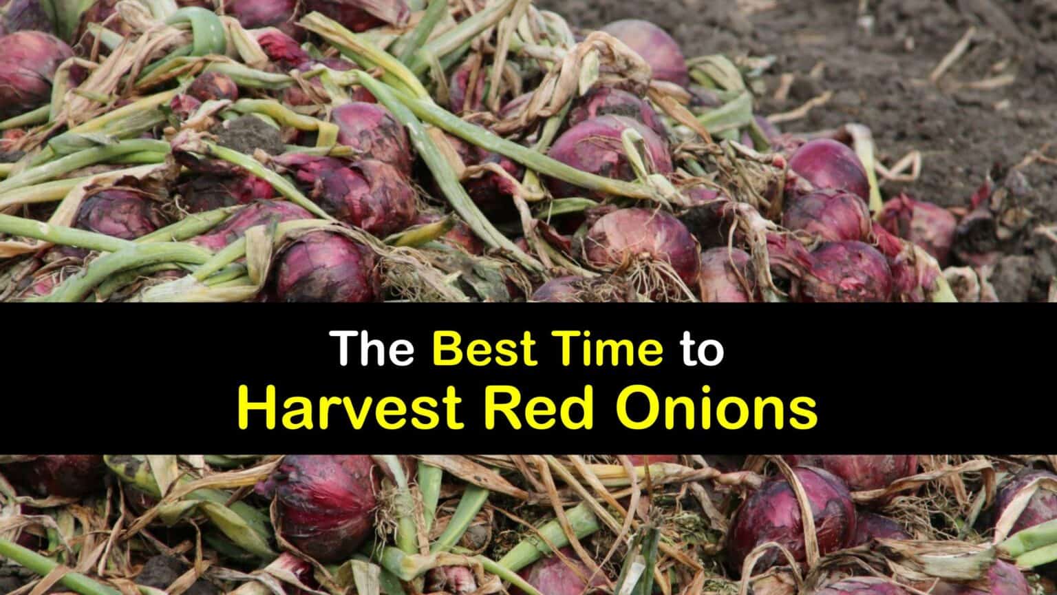 Harvesting Red Onions Best Time to Pick Red Onions