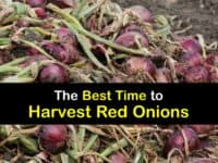 When to Harvest Red Onions titleimg1