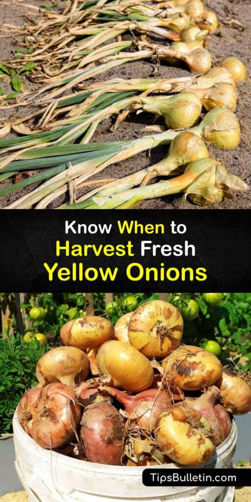 Learn when and how to harvest yellow onion bulbs at the end of the growing season. It’s easy to grow onions from onion sets. Onion plants begin bulbing when the day length is ten to 16 hours long, depending on the onion type. #harvest #yellow #onions