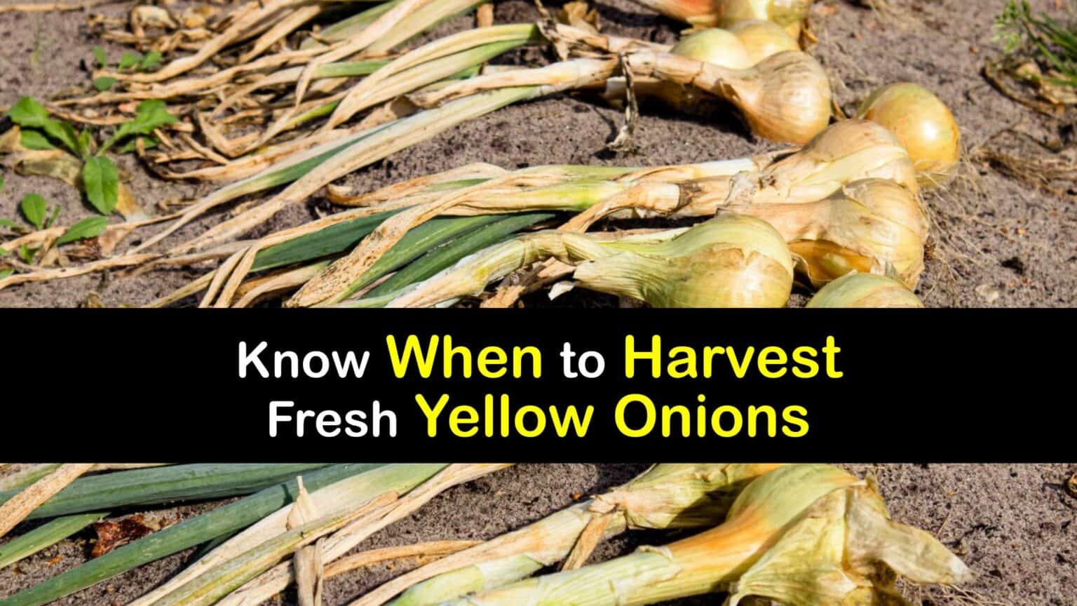 Yellow Onion Harvesting Best Time for Picking Yellow Onions