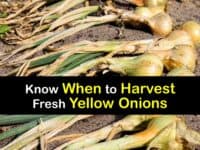 When to Harvest Yellow Onions titleimg1