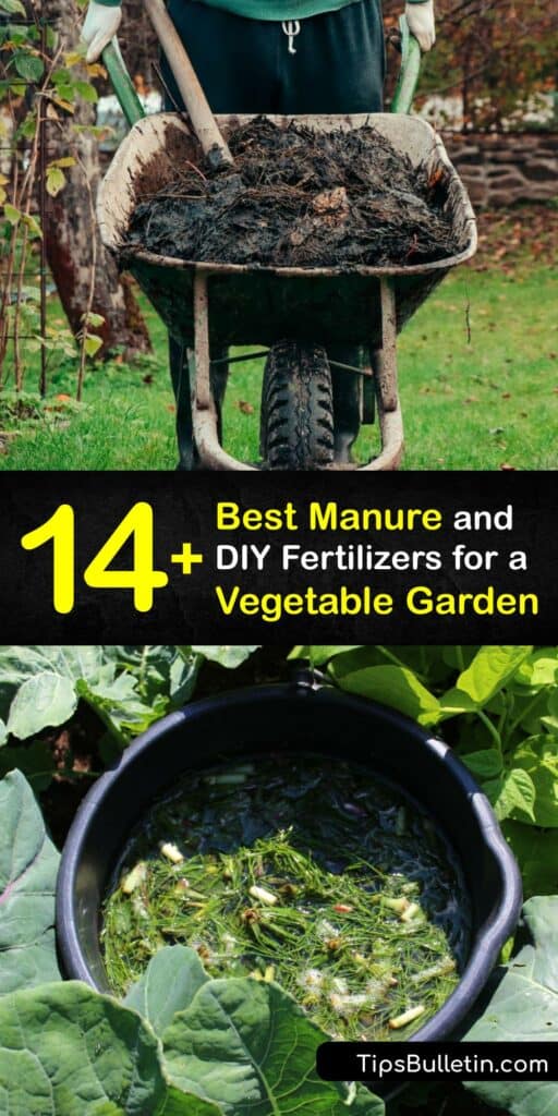 Learn how to use animal manure as an organic fertilizer in your veggie garden. There are many types of manure, including cow manure and chicken manure, and mixing them with organic matter in the compost pile produces a rich, composted manure for the garden. #manure #compost #vegetable #garden