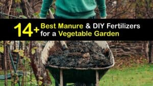 Best Manure for a Vegetable Garden titleimg1