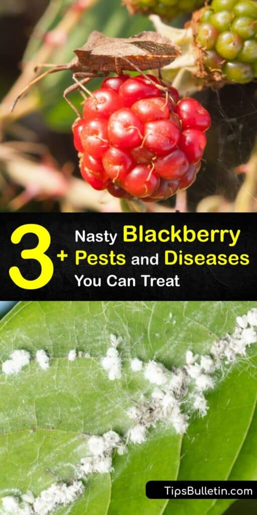 Blackberry plants are easy and rewarding to grow, but only if you manage to keep the fruiting canes healthy. Crown gall, anthracnose, and cankers are common problems gardeners face when caring for their blackberry floricanes. #blackberry #bush #problems