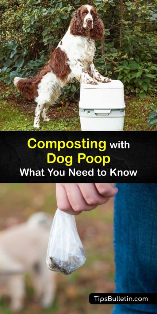 Dog poo is a valuable addition to the compost bin or worm farm. Composting dog poop saves space in landfills and makes fertilizer. To compost dog poop, skip the plastic bag. Collect dog waste in a disposable poop bag and mix with sawdust before adding to the pile. #compost #dog #poop