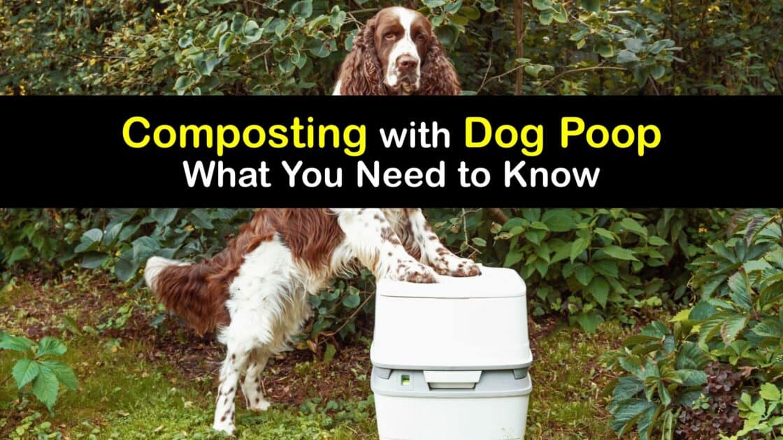 Composting Dog Poop Dog Manure Fertilizer