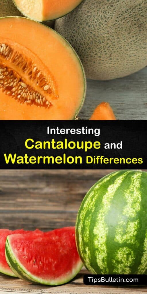 Although watermelon and cantaloupe may seem like similar fruits in terms of taste, taking a closer look shows the key differences in their health benefits. Discover which melon has better values of vitamin A, antioxidants, and beta-carotene. #watermelon #cantaloupe 