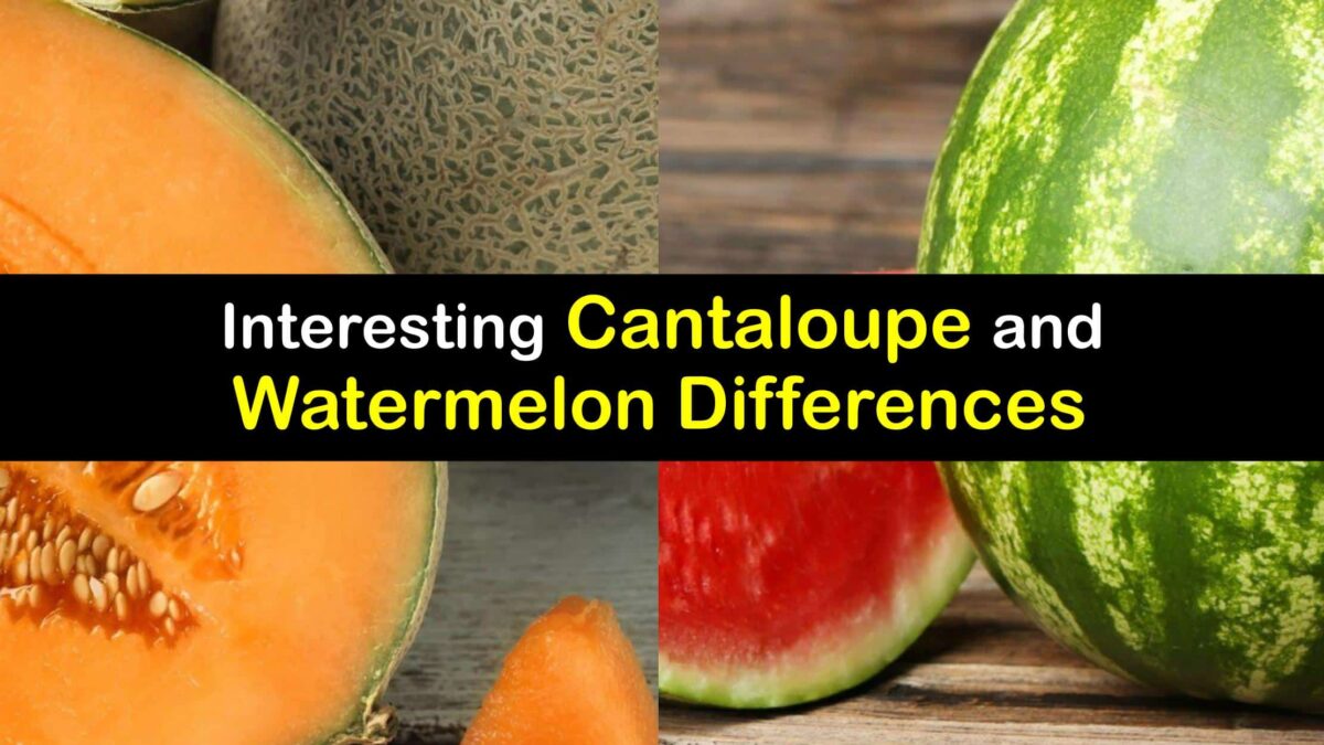 Are Cantaloupe and Watermelon the Same