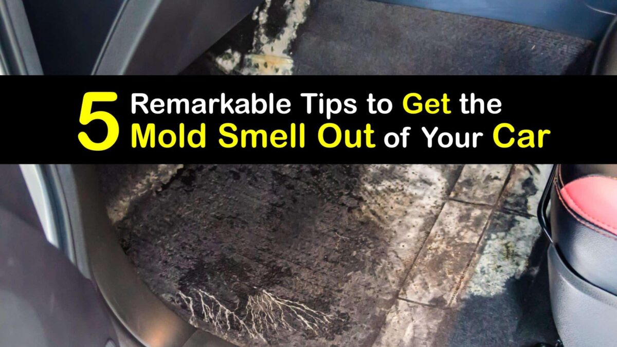 MoldySmelling Car Problems Eliminate Mold Odors from the Car