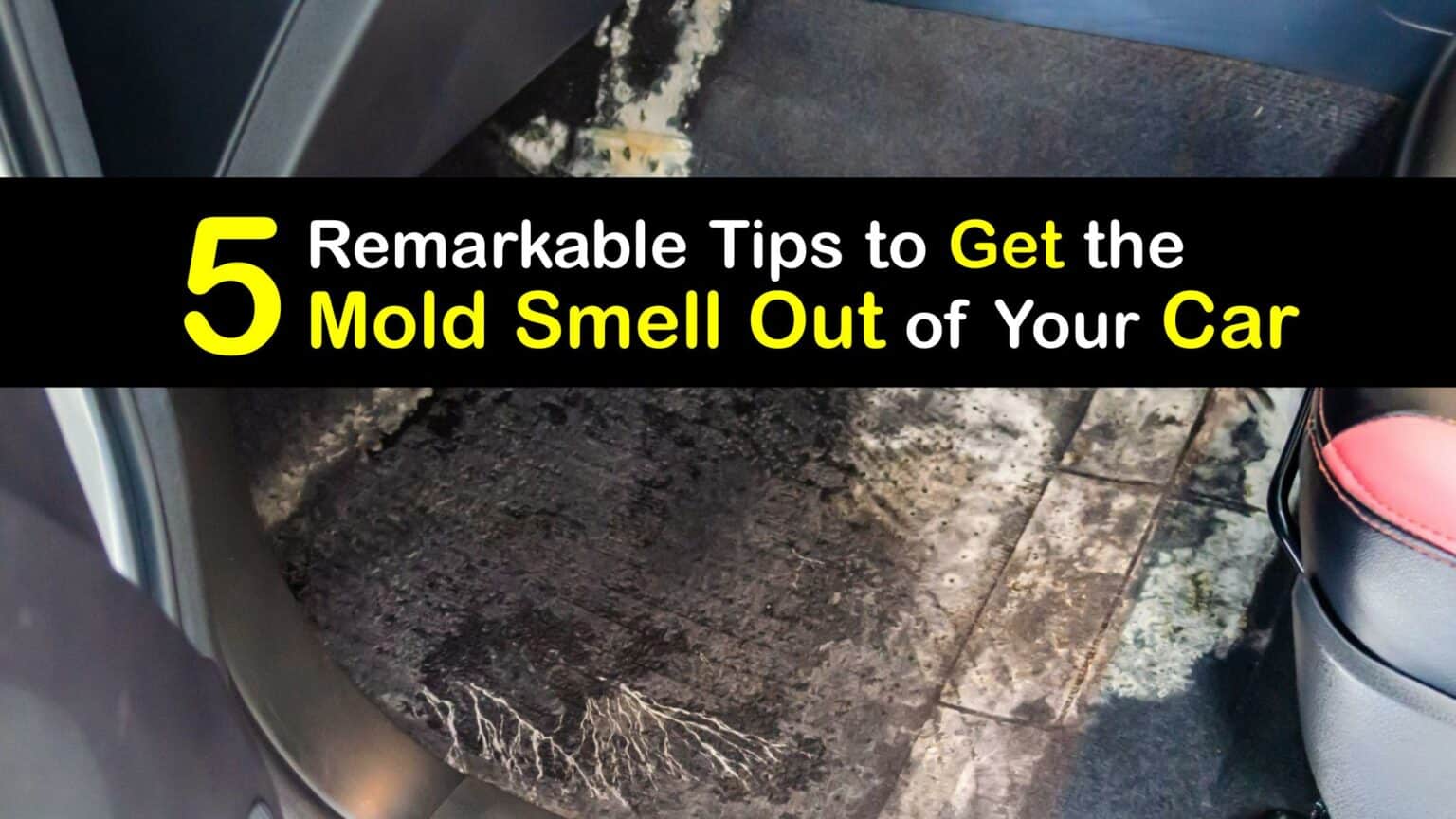 Moldy-Smelling Car Problems - Eliminate Mold Odors from the Car
