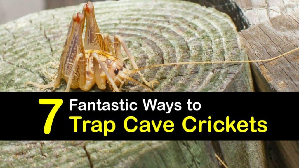 Cave Cricket Traps titleimg1