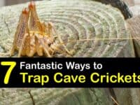 Cave Cricket Traps titleimg1
