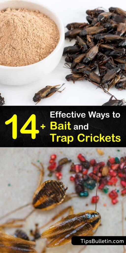 Discover how to use an insect trap as a form of cricket pest control. It’s easy to make a homemade cricket trap to capture spider crickets, camel crickets, or house crickets. Bottle traps or glue traps are safe alternatives to insecticides. #cricket #traps