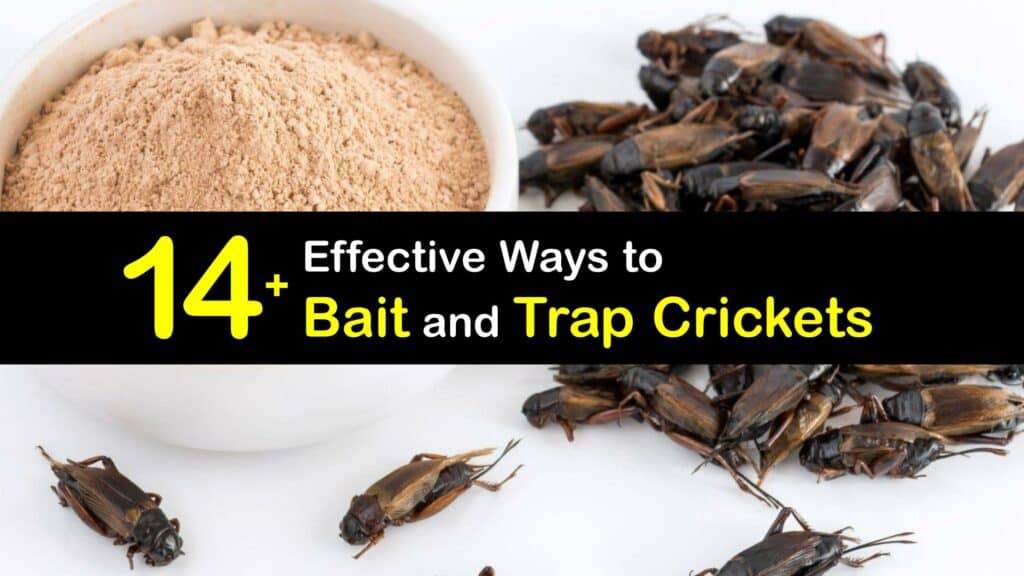 Trapping Crickets - Homemade Cricket Traps