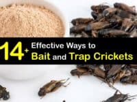 Cricket Traps titleimg1