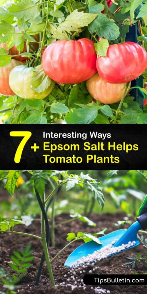 Also known as magnesium sulfate, Epsom salt benefits your garden while growing tomatoes by resolving a magnesium deficiency. Although Epsom salt cannot prevent diseases like blossom end rot, it does support healthy growth of tomato plants. #epsom #salt #tomatoes