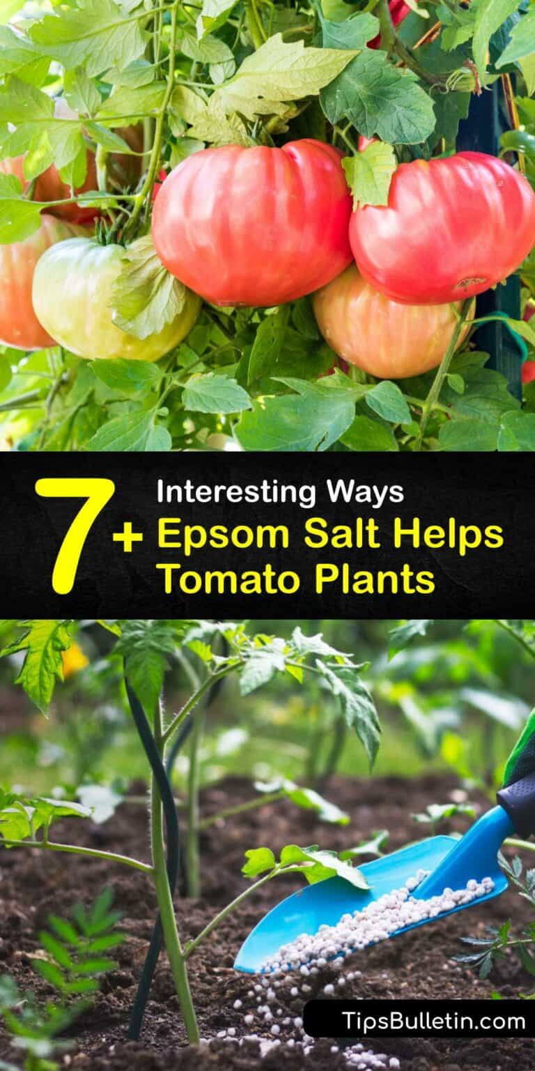 Epsom Salt for Tomatoes Do Tomato Plants Like Epsom Salt