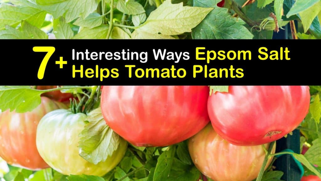 Epsom Salt for Tomatoes titleimg1
