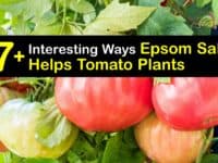 Epsom Salt for Tomatoes titleimg1
