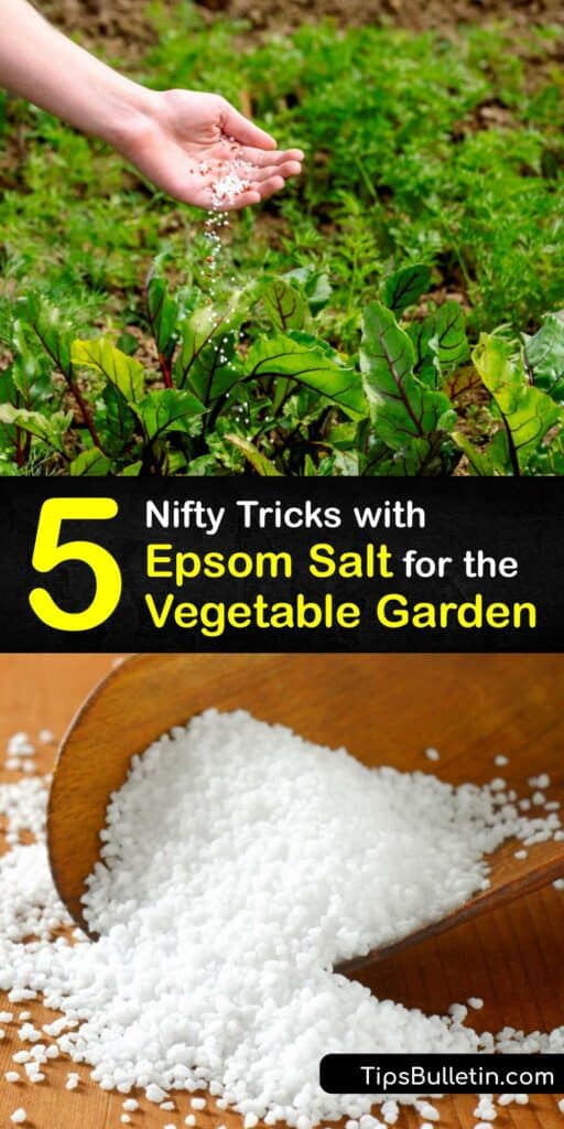 Discover the benefits of using Epsom salt or magnesium sulfate in the garden and ways to use it to enrich the soil with magnesium and promote plant growth. Epsom salt is good for a pepper and tomato plant, and it helps prevent blossom end rot. #epsom #salt #vegetables
