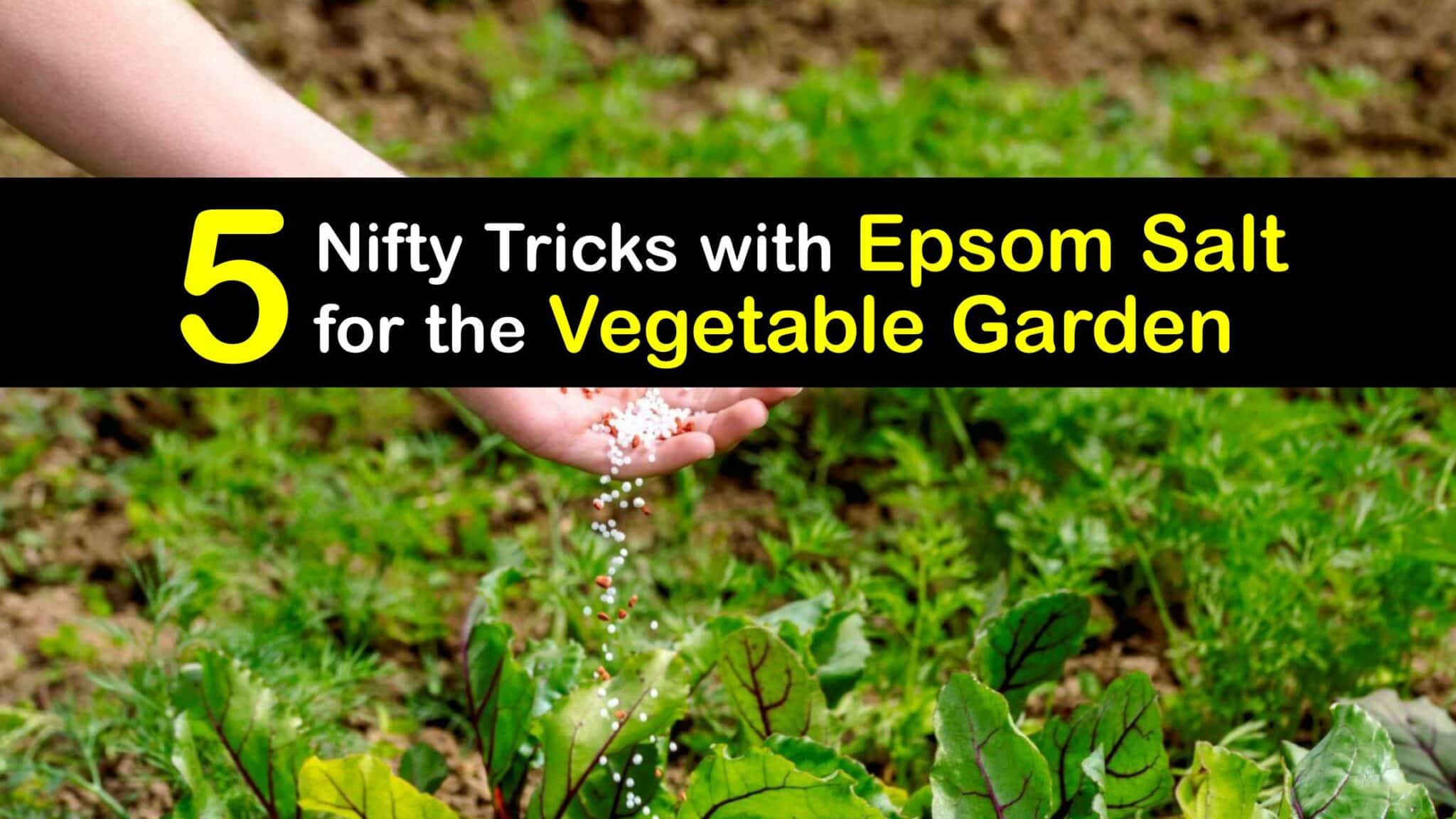 Epsom Salt Veggie Tips Use Epsom Salt in the Vegetable Garden