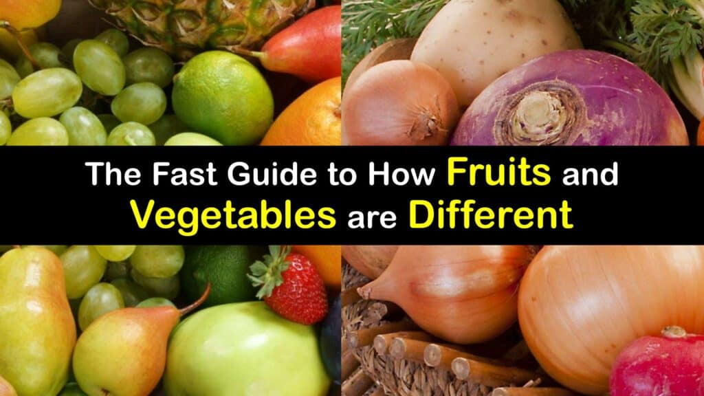 Fruit vs Vegetable titleimg1