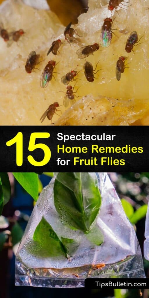 When fruit flies invade your home, it’s crucial to begin pest control immediately. Use home remedies or make an easy fruit fly trap using everyday items like apple cider vinegar, dish soap, and baking soda to get rid of fruit flies for good. #home #remedies #fruit #flies