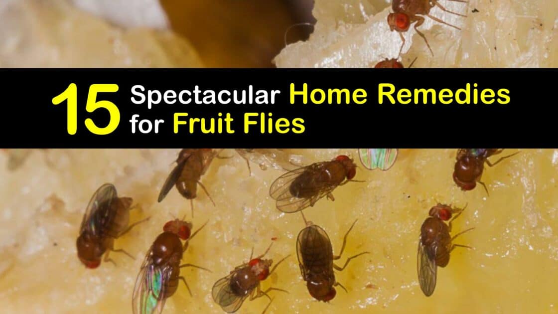 Fruit Fly Home Remedies Natural Ways to Eliminate Fruit Flies