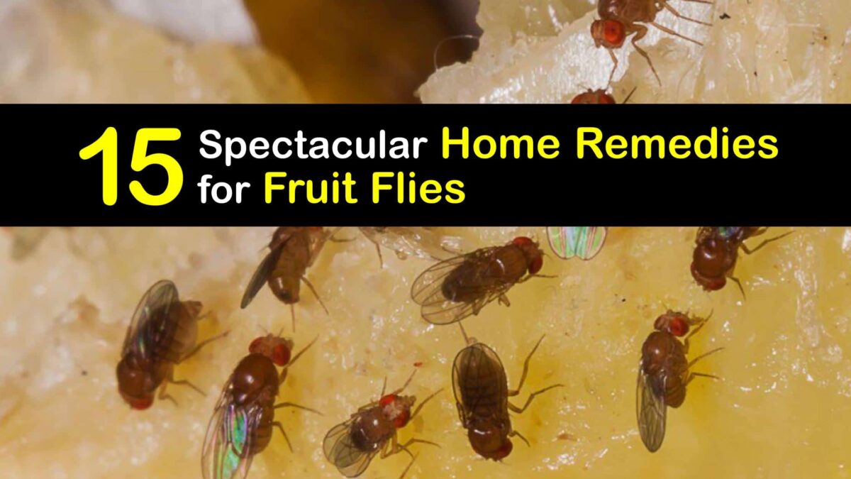 Fruit Fly Home Remedies Natural Ways to Eliminate Fruit Flies
