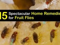 Home Remedies for Fruit Flies titleimg1