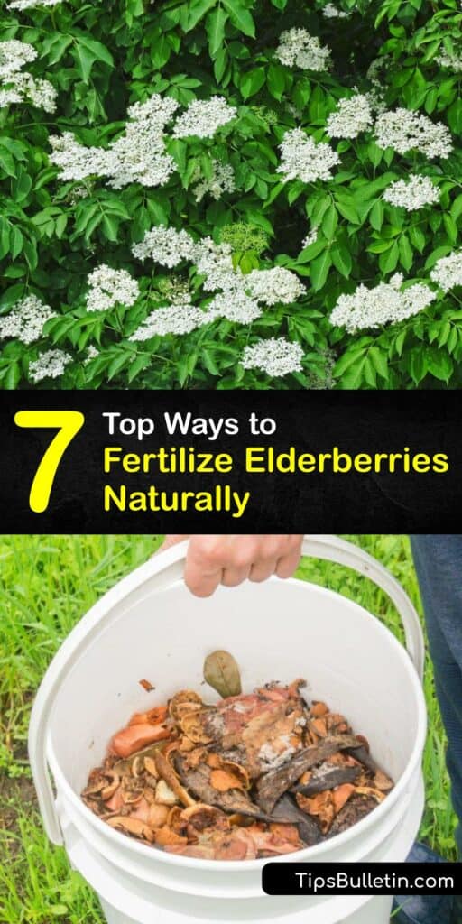 Whether a blue elderberry, black lace elderberry, or an American elderberry, a growing elderberry plant needs fertilizer. DIY fertilizer is beneficial for growing elderberries. Use Epsom salt, banana peel, and more to grow elderberry plants for high fruit yield. #homemade #fertilizer #elderberries